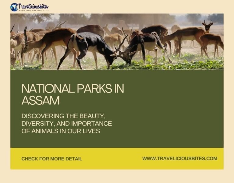 Top National Parks in Assam