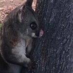 Pest Control Canberra