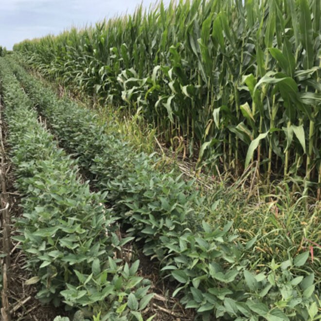 Soil Rotation in Melbourne