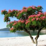 The Evolution of Sustainable Living in Dubai