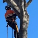 Tree Trimming Brisbane: How Professional Care Keeps Your Trees Healthy and Beautiful