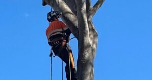 Tree Trimming Brisbane: How Professional Care Keeps Your Trees Healthy and Beautiful