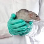 Rodent Control in Geelong