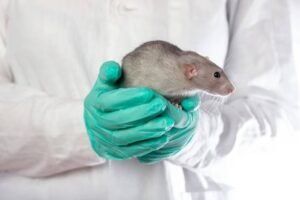 Rodent Control in Geelong