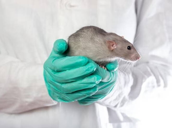 Rodent Control in Geelong