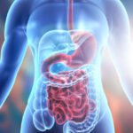 Germany’s Digestive Remedies Sector Reflects Growing Attention to Everyday Gut Health