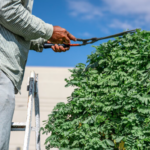 Residential Tree Trimming Knightdale NC & Dangerous Tree Removal Knightdale NC – Tree M Elimination, LLC