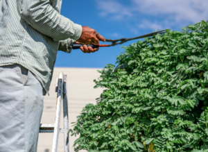 Residential Tree Trimming Knightdale NC & Dangerous Tree Removal Knightdale NC – Tree M Elimination, LLC