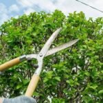 Trees by Forrest Smart Tree Maintenance for Safer Outdoor Areas